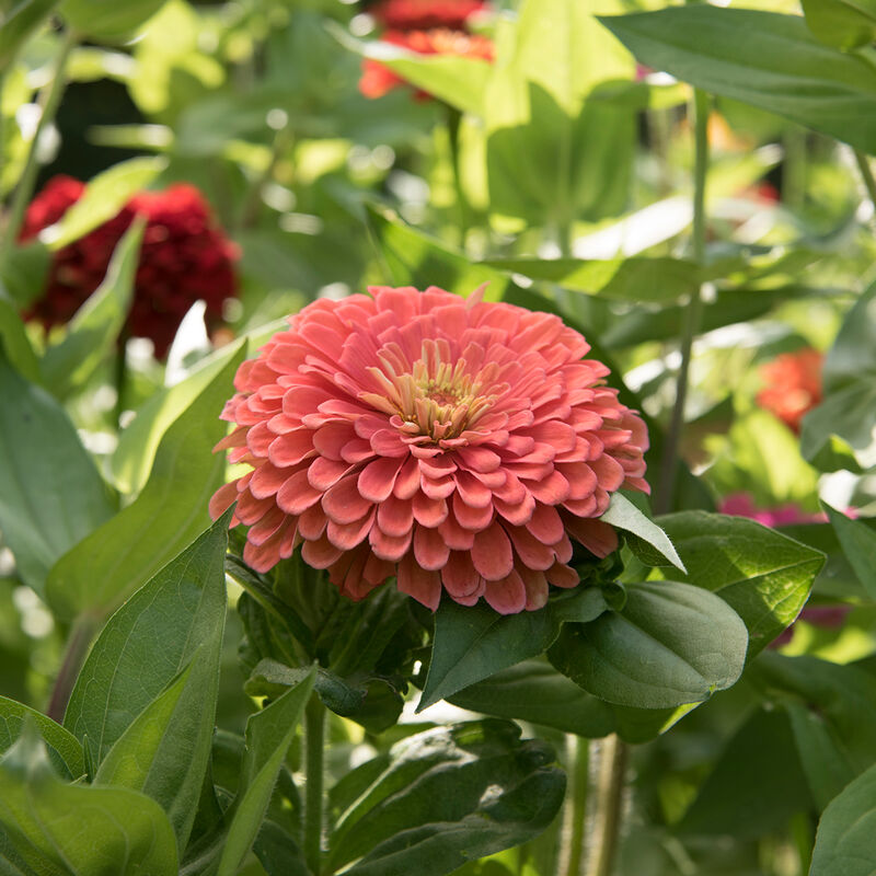 PREORDER: Flower Plant: Zinnia - Open Pollinated