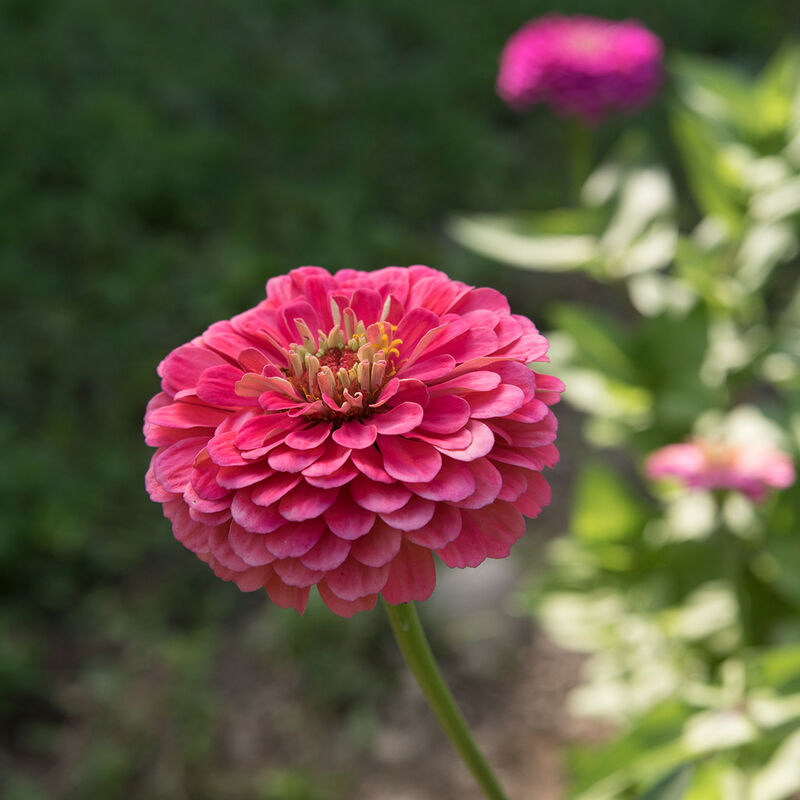Seeds: Zinnia - Bernay's Giant Carmine - Sugar Moon Gardens