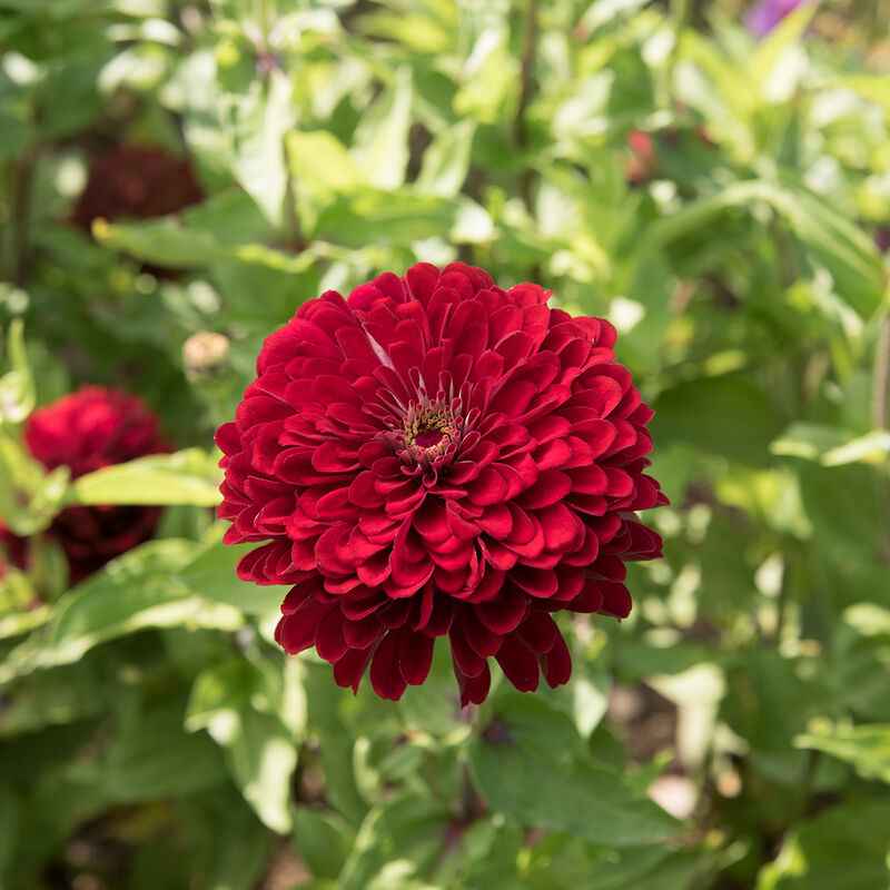 Plant: Zinnias: Proven Favorites - 1 per pot