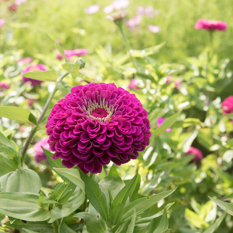 Seeds: Zinnia - Bernay's Giant Purple - Sugar Moon Gardens