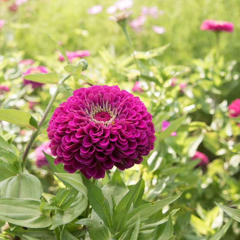 Plant: Zinnias: Proven Favorites - 1 per pot