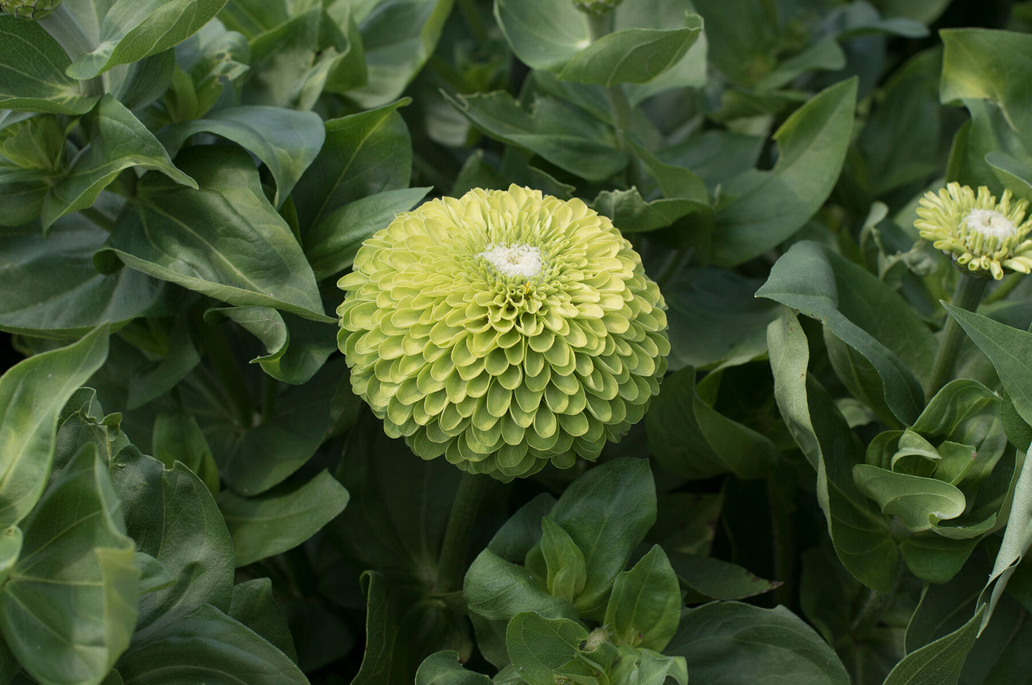 PREORDER: Flower Plant: Zinnia - Open Pollinated
