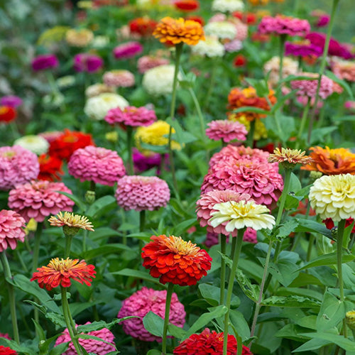 Seeds: Zinnia - State Fair Tall Mix - Sugar Moon Gardens
