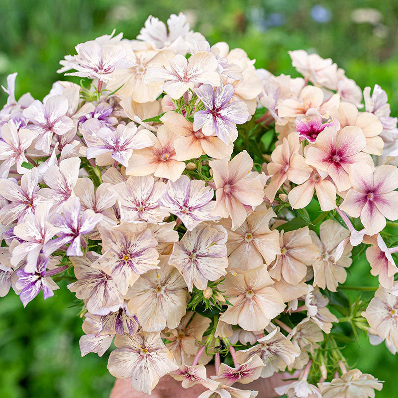 Phlox - Creme Brulle - Sugar Moon Gardens