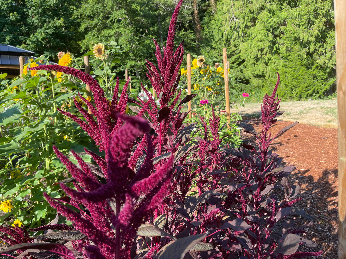 Seeds: Amaranthus - Red Spike