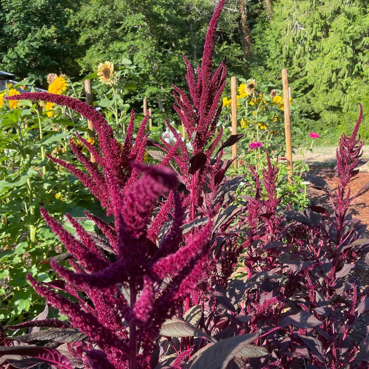 Seeds: Amaranthus - Red Spike
