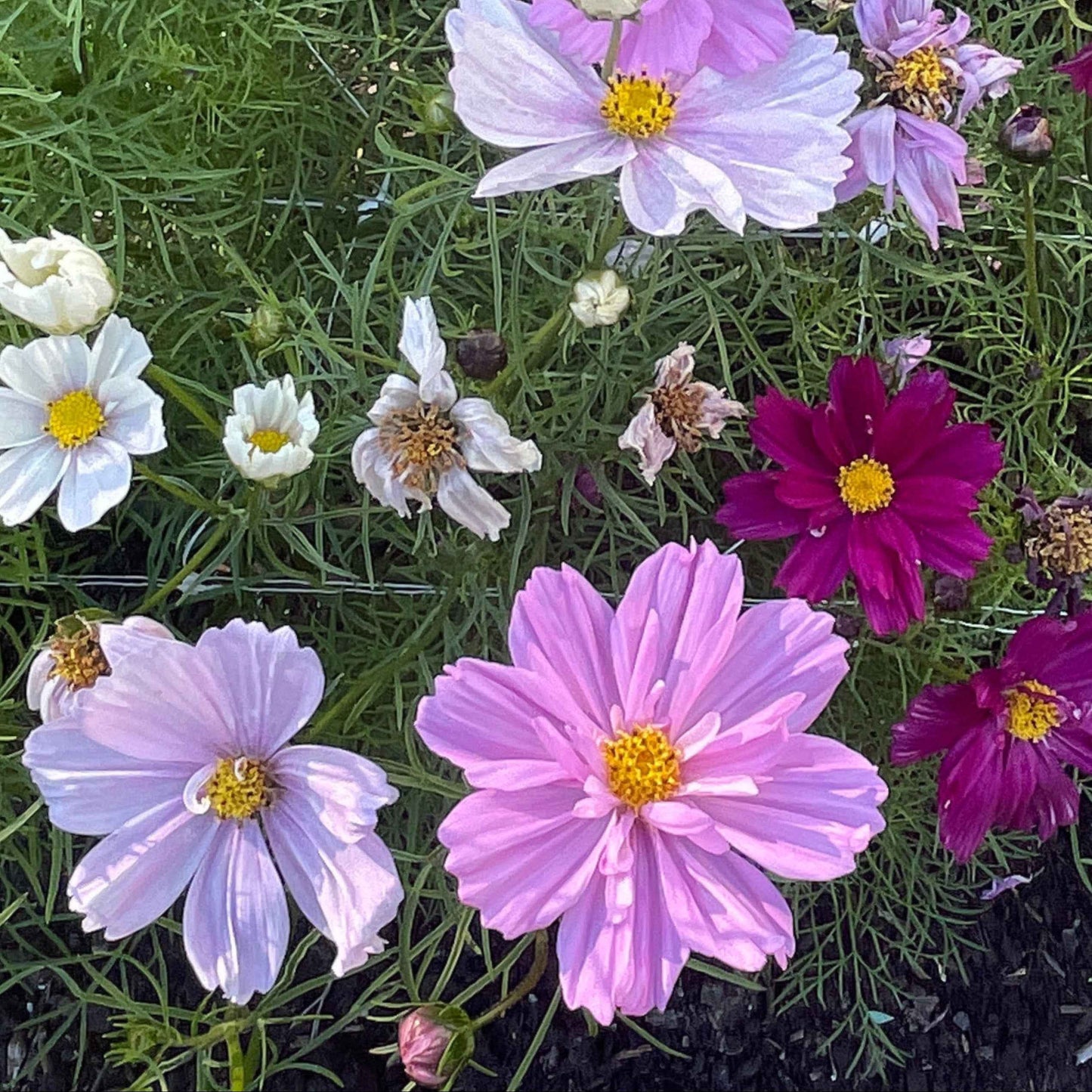 Seeds: Cosmos - Cupcakes Mix