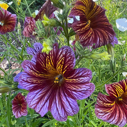 Seeds: Salpiglossis Superbissima OP