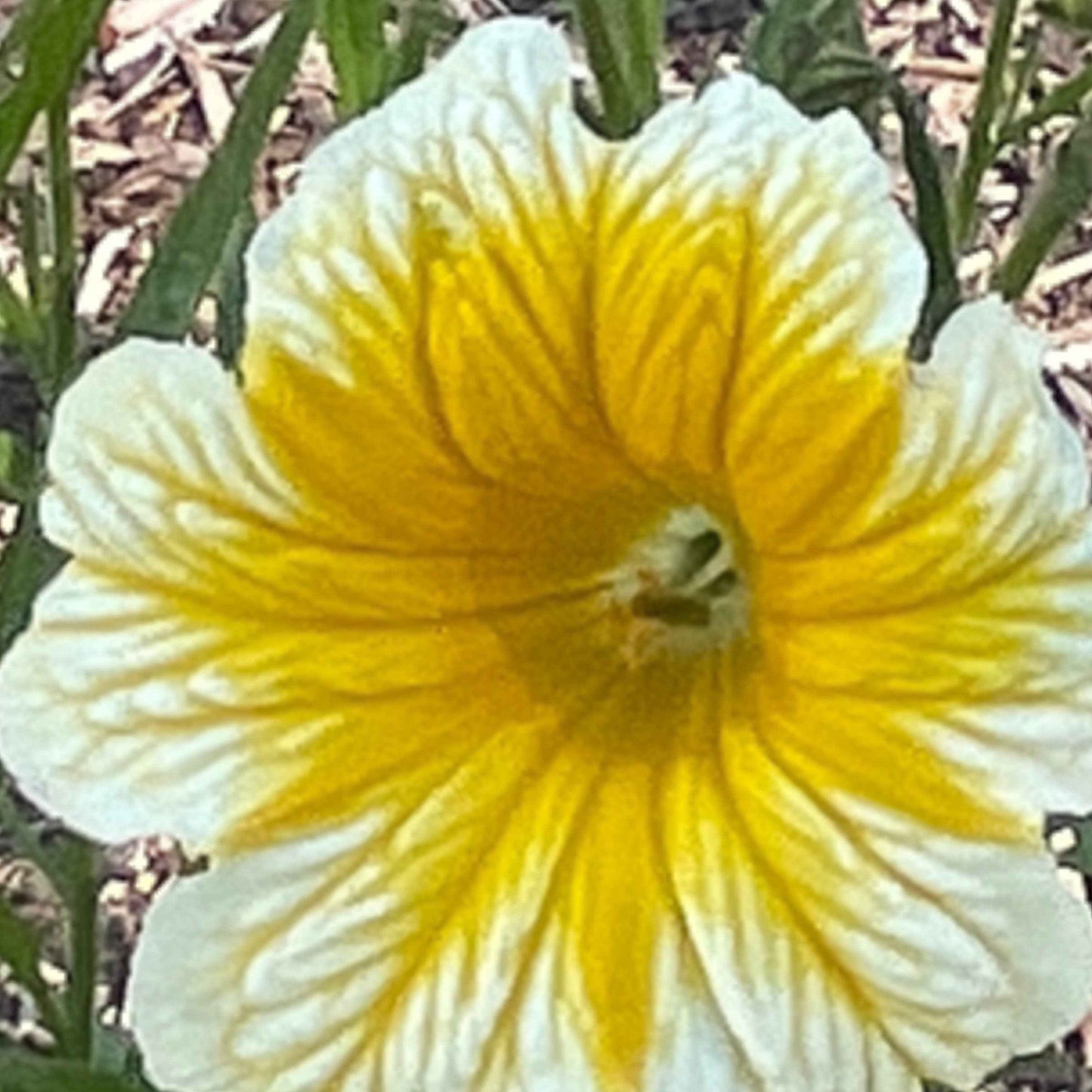 Seeds: Salpiglossis Superbissima OP