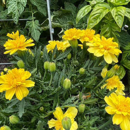 Flower Plant: French Marigold seedlings (4-pack)