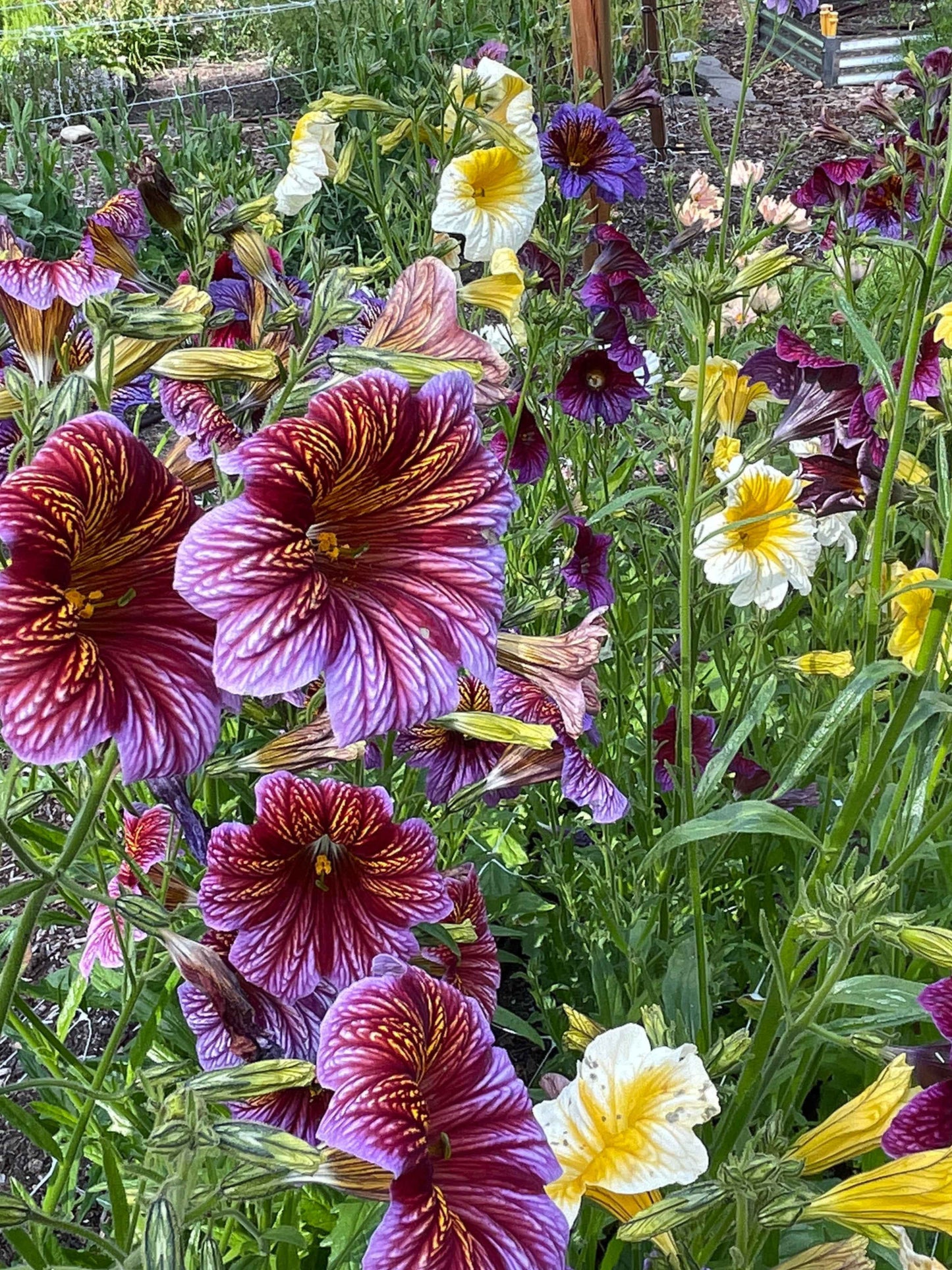 Seeds: Salpiglossis Superbissima OP