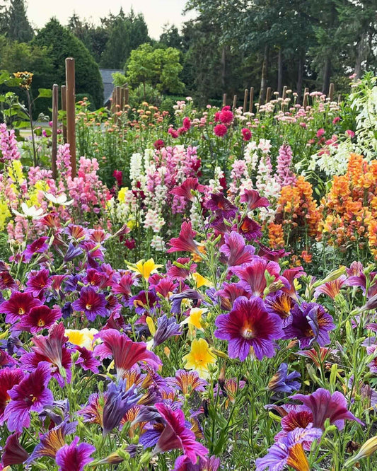 Seeds: Salpiglossis Superbissima OP