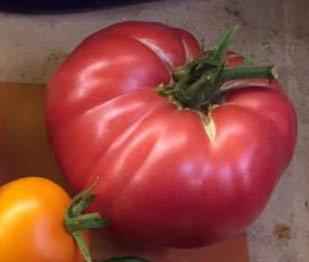 Seeds: Tomato - Siberian Pink Honey