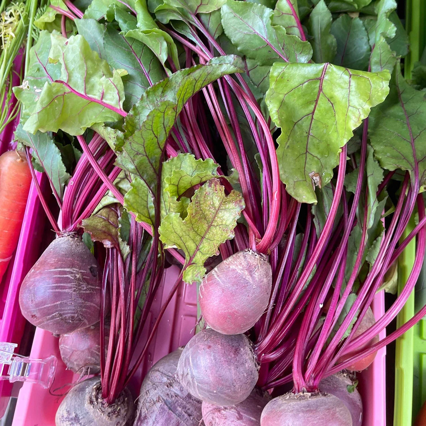Veg Plant: Beet seedlings