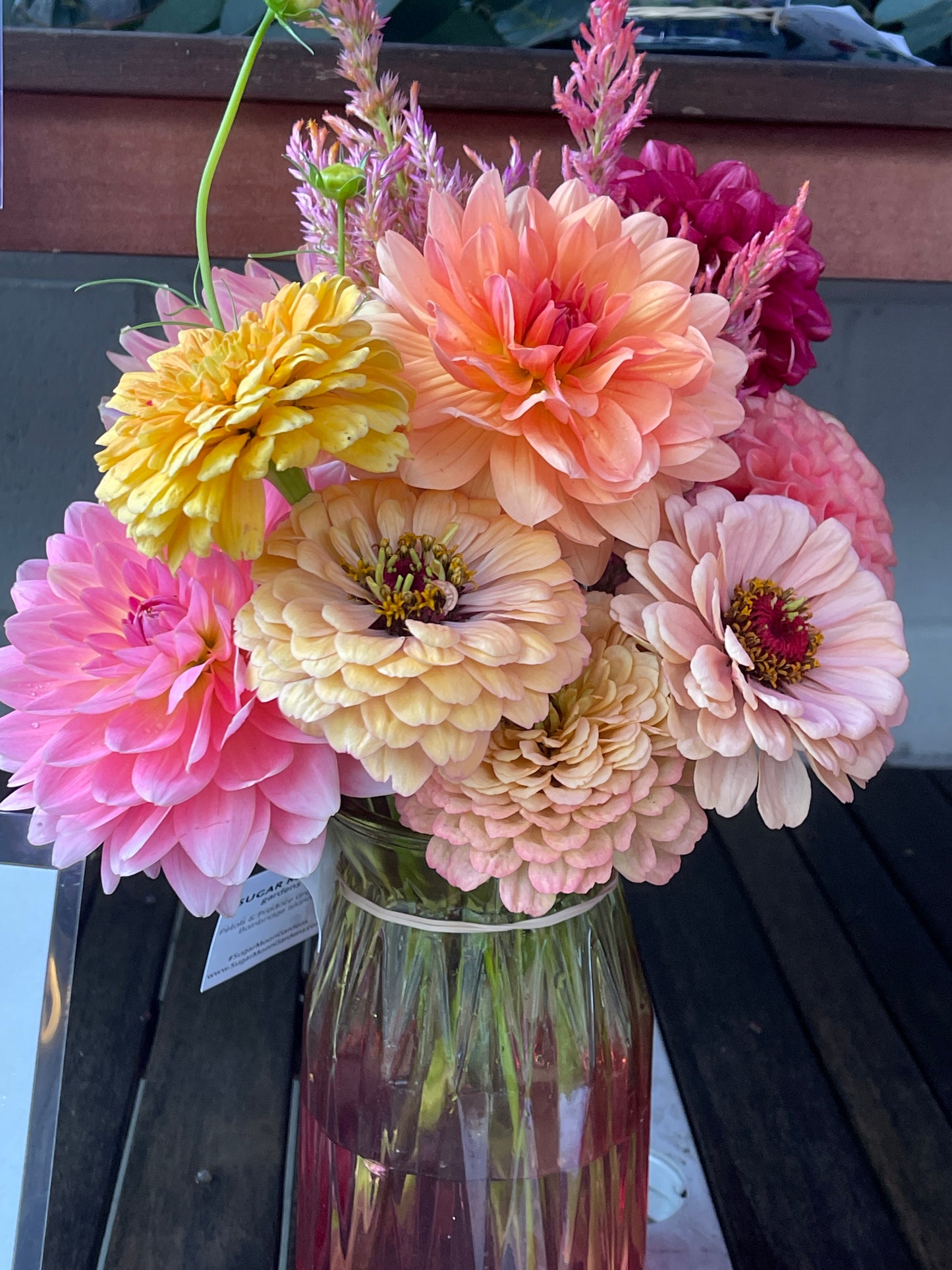 PREORDER: Flower Plant: Zinnia - Open Pollinated