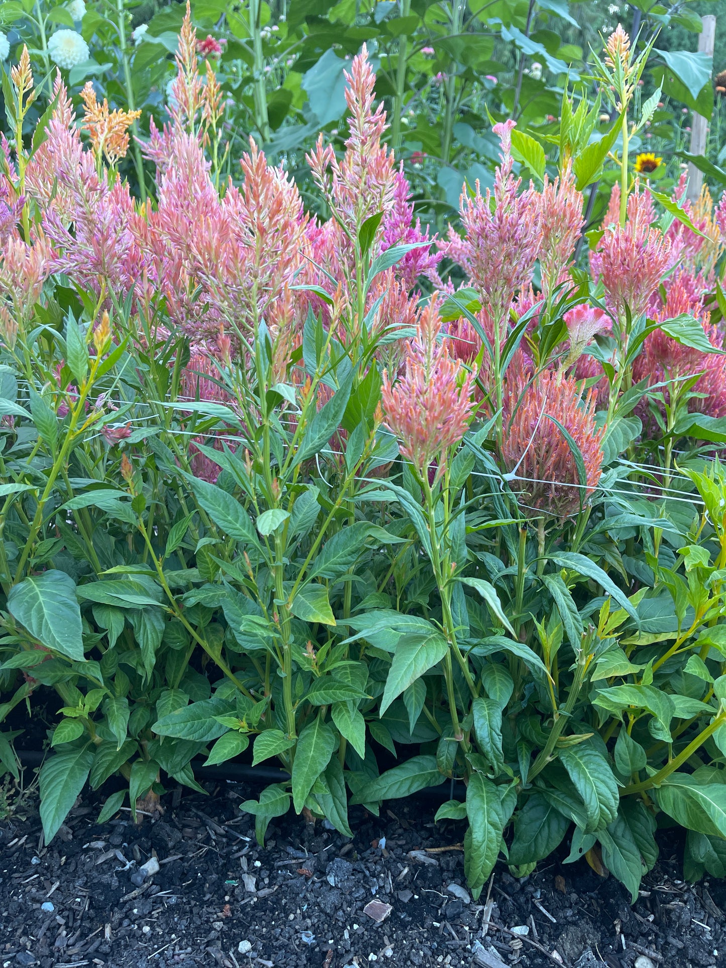 PREORDER: Flower Plant: Celosia 6-pack