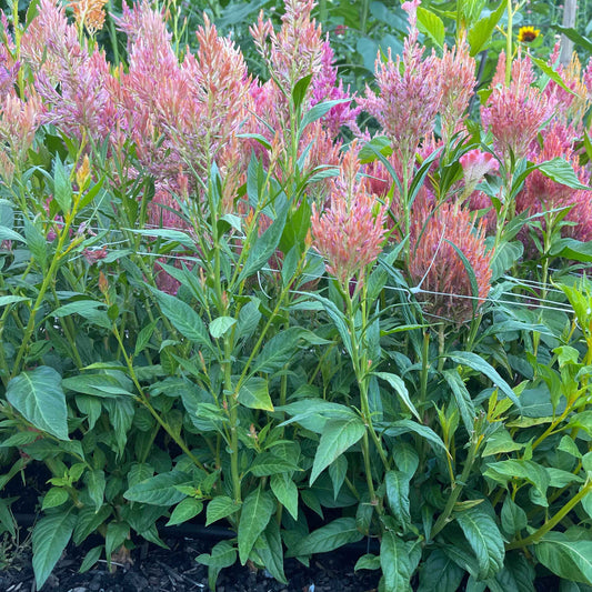 Flower Plant: Celosia 6-pack