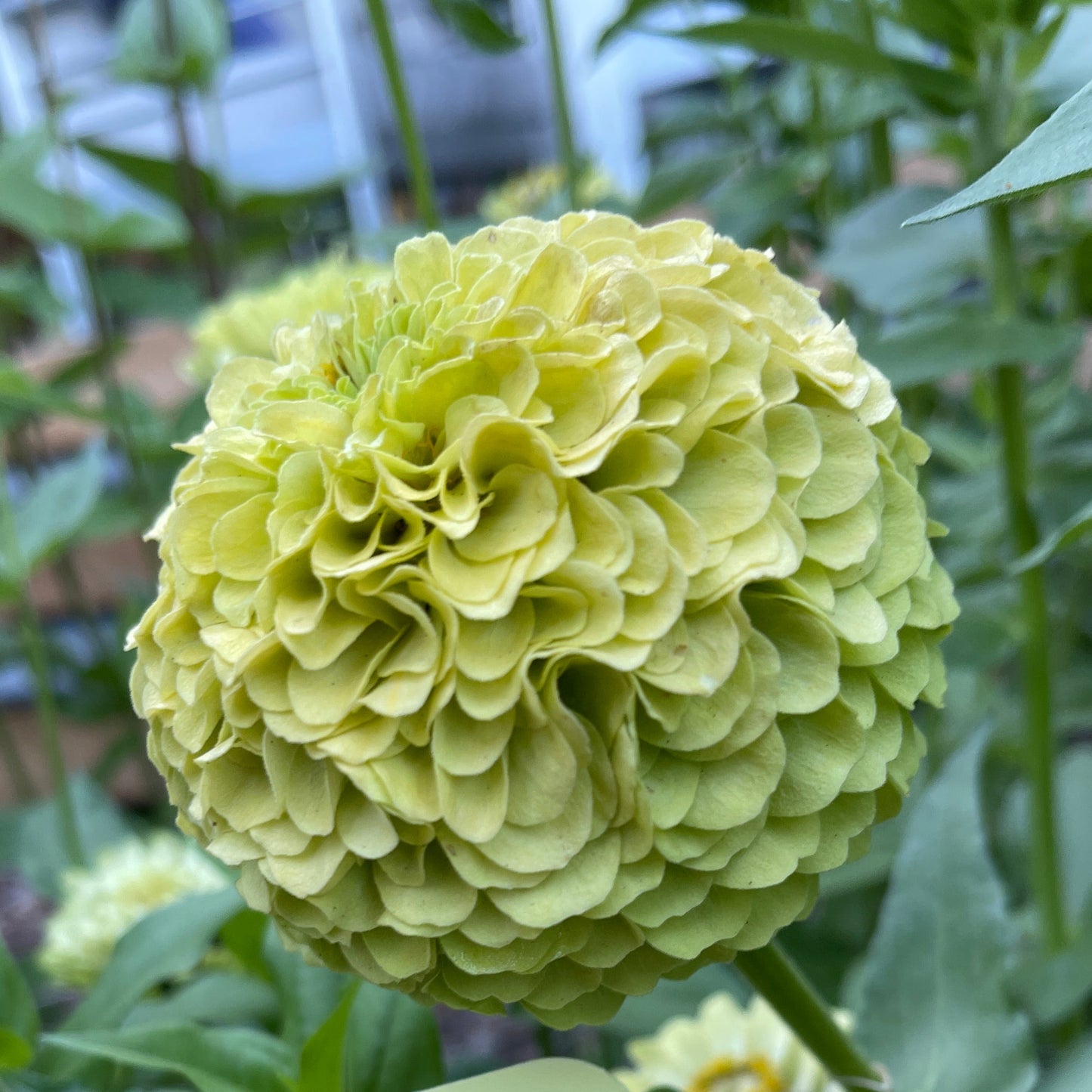 Seeds: Zinnia - Benary's Giant Lime - Sugar Moon Gardens