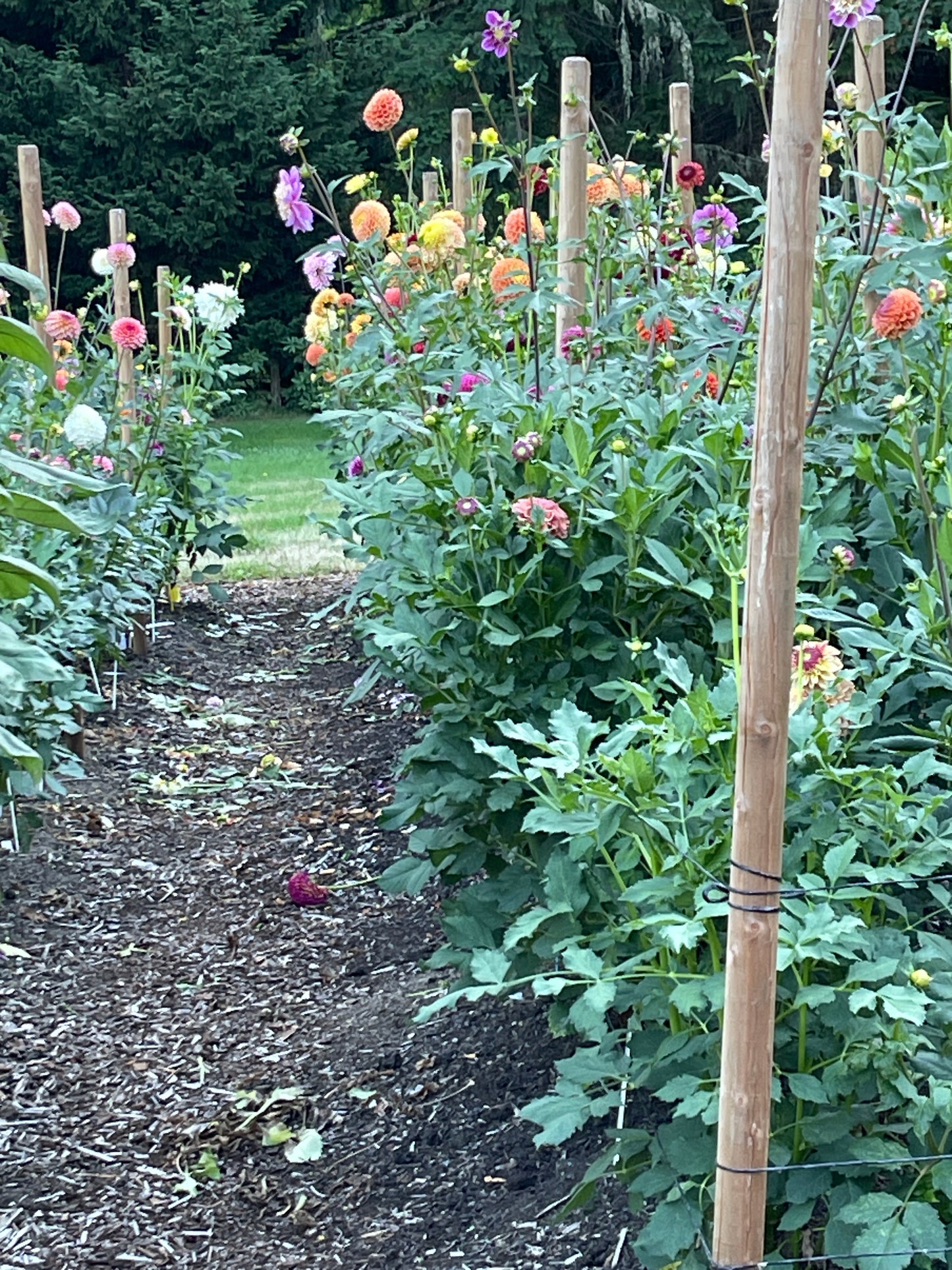Seeds: Dahlia - Double Mix from Cutting Garden