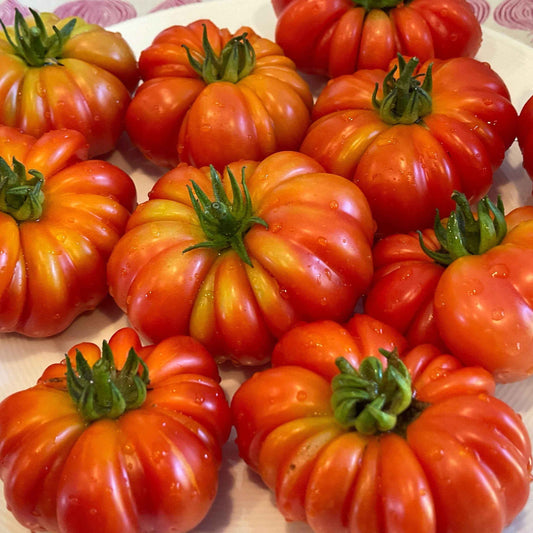 Veg Plant: Tomato - Tried & True collection