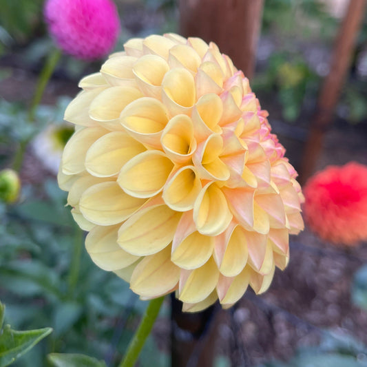 Dahlia Tuber: Suncrest - Sugar Moon Gardens