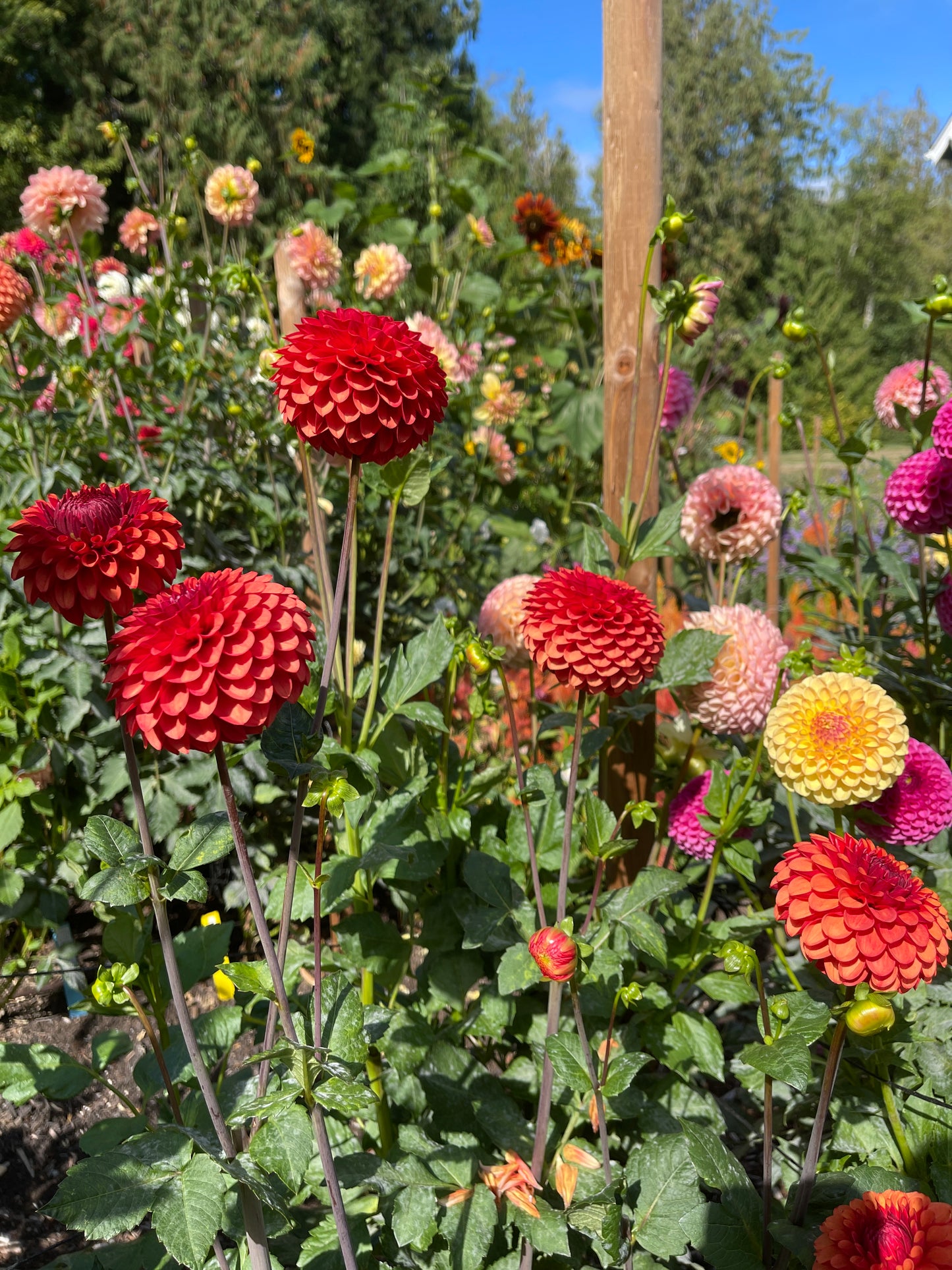 Seeds: Dahlia - Double Mix from Cutting Garden