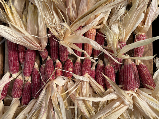 Seeds: Popcorn - Neon Pink - Sugar Moon Gardens