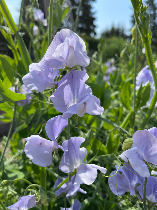 Sweet Pea Seeds: Chelsea Centenary - Sugar Moon Gardens