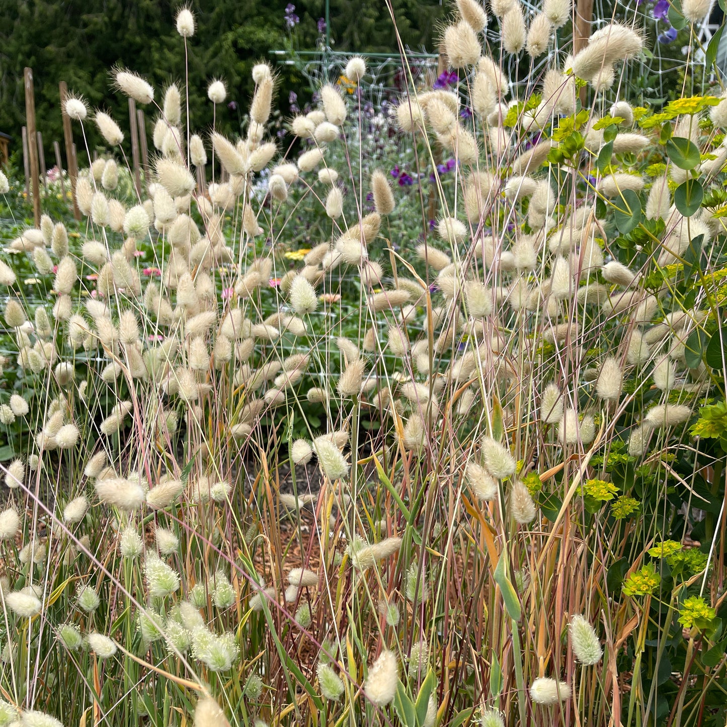 Seeds: Grass - Bunny Tails - Sugar Moon Gardens