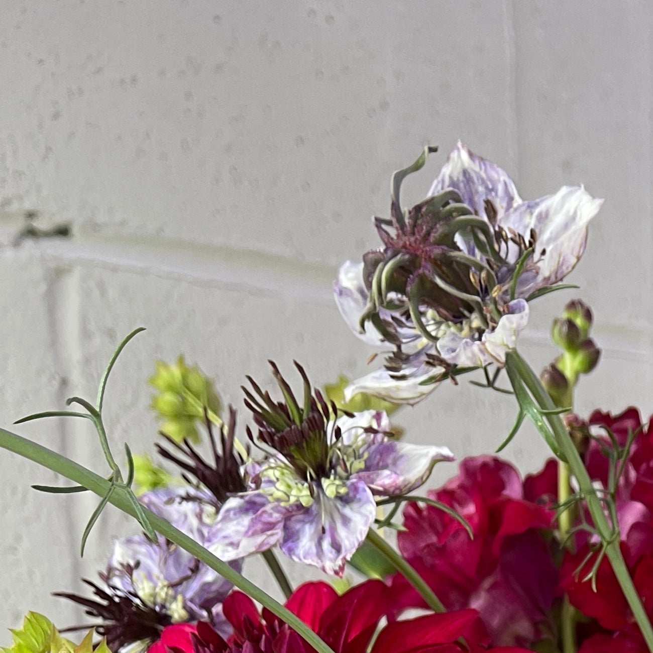 Seeds: Nigella - Delft Blue - Sugar Moon Gardens