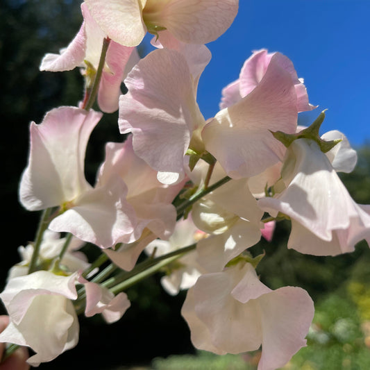 Sweet Pea Seeds: Bix - Sugar Moon Gardens
