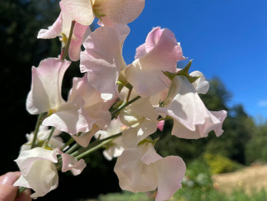 Sweet Pea Seeds: Bix - Sugar Moon Gardens