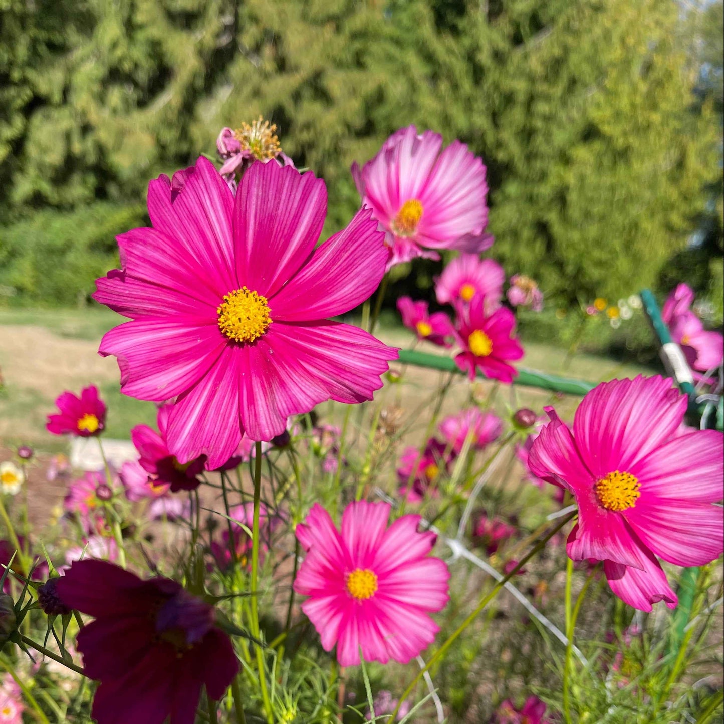 Seeds: Cosmos - Sensation, Magenta with White Stripes