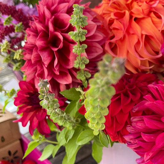 Seeds: Basil - Mrs. Burns' Lemon Basil - Sugar Moon Gardens