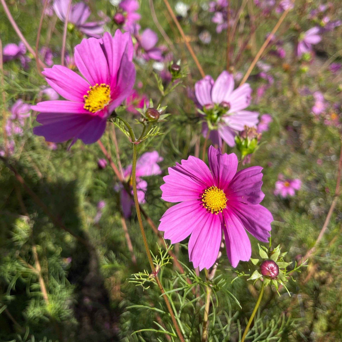 Seeds: Cosmos - Sensation, Lavender Pink with Hot Pink Center