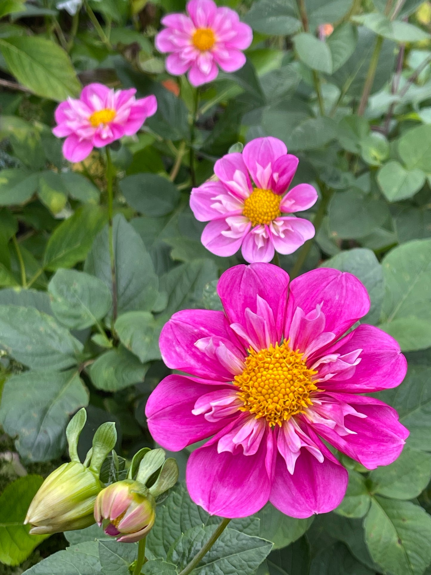 Seeds: Dahlia - Sugar Moon Resilience parent