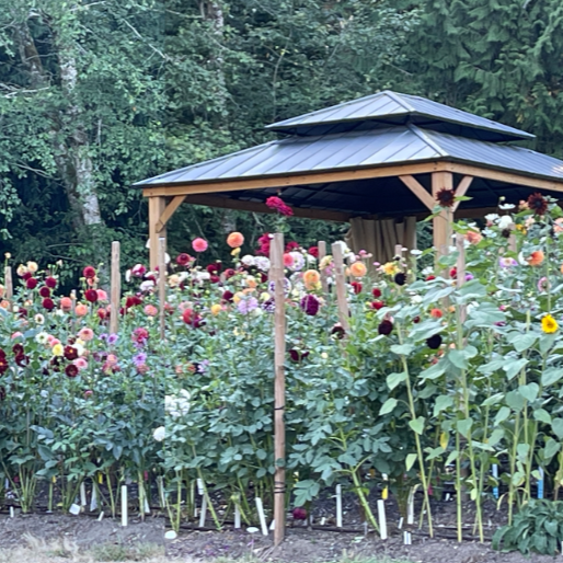Seeds: Dahlia - Double Mix from Cutting Garden
