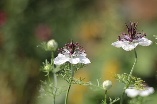 Seeds: Nigella - African Bride - Sugar Moon Gardens