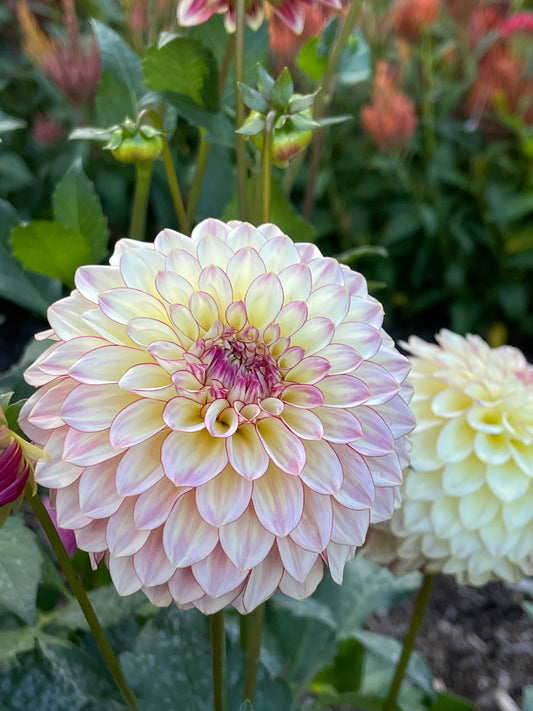 Dahlia Tuber: Alpen Sundown - Sugar Moon Gardens