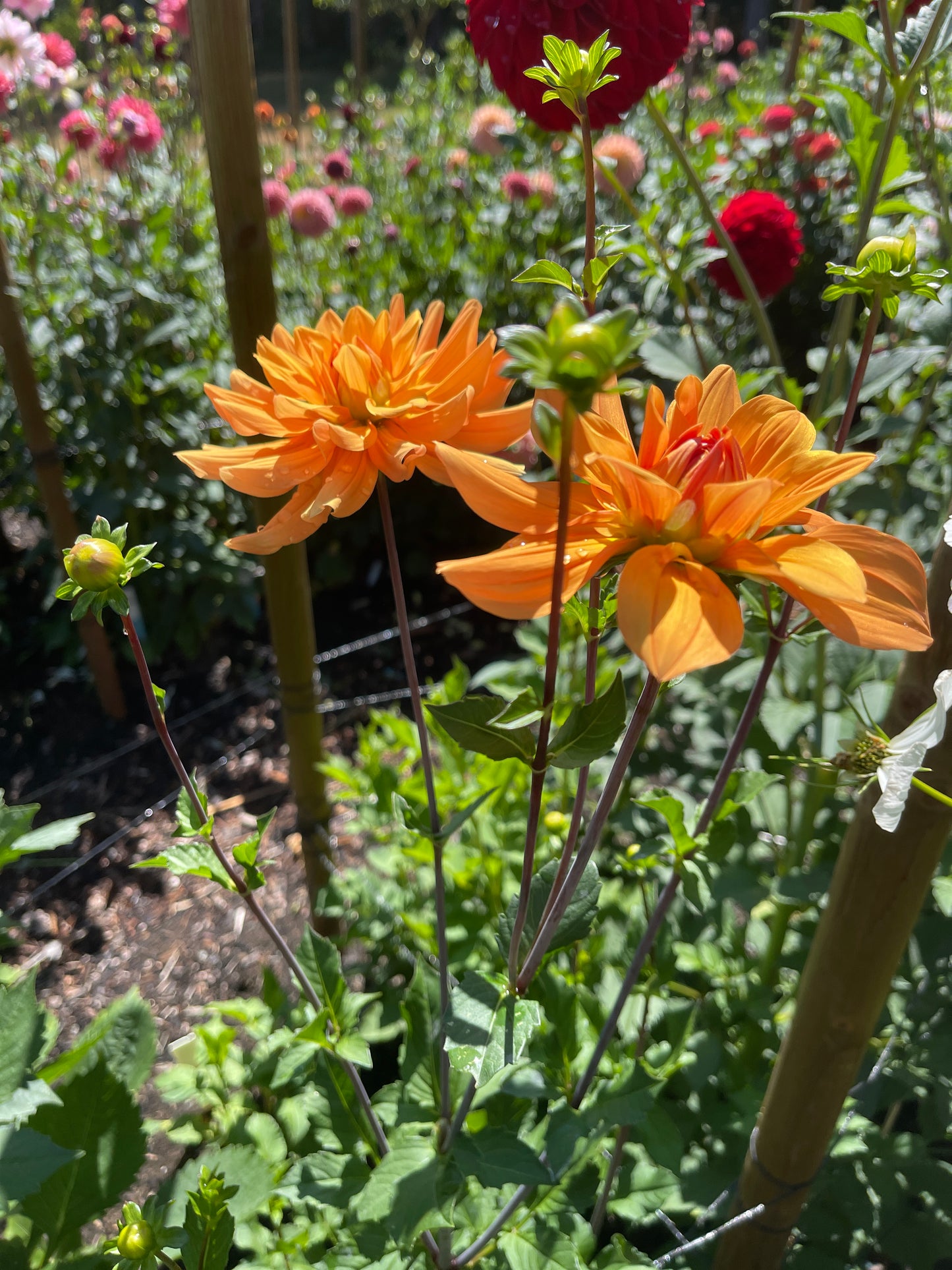 Dahlia Tuber: Andrew Charles