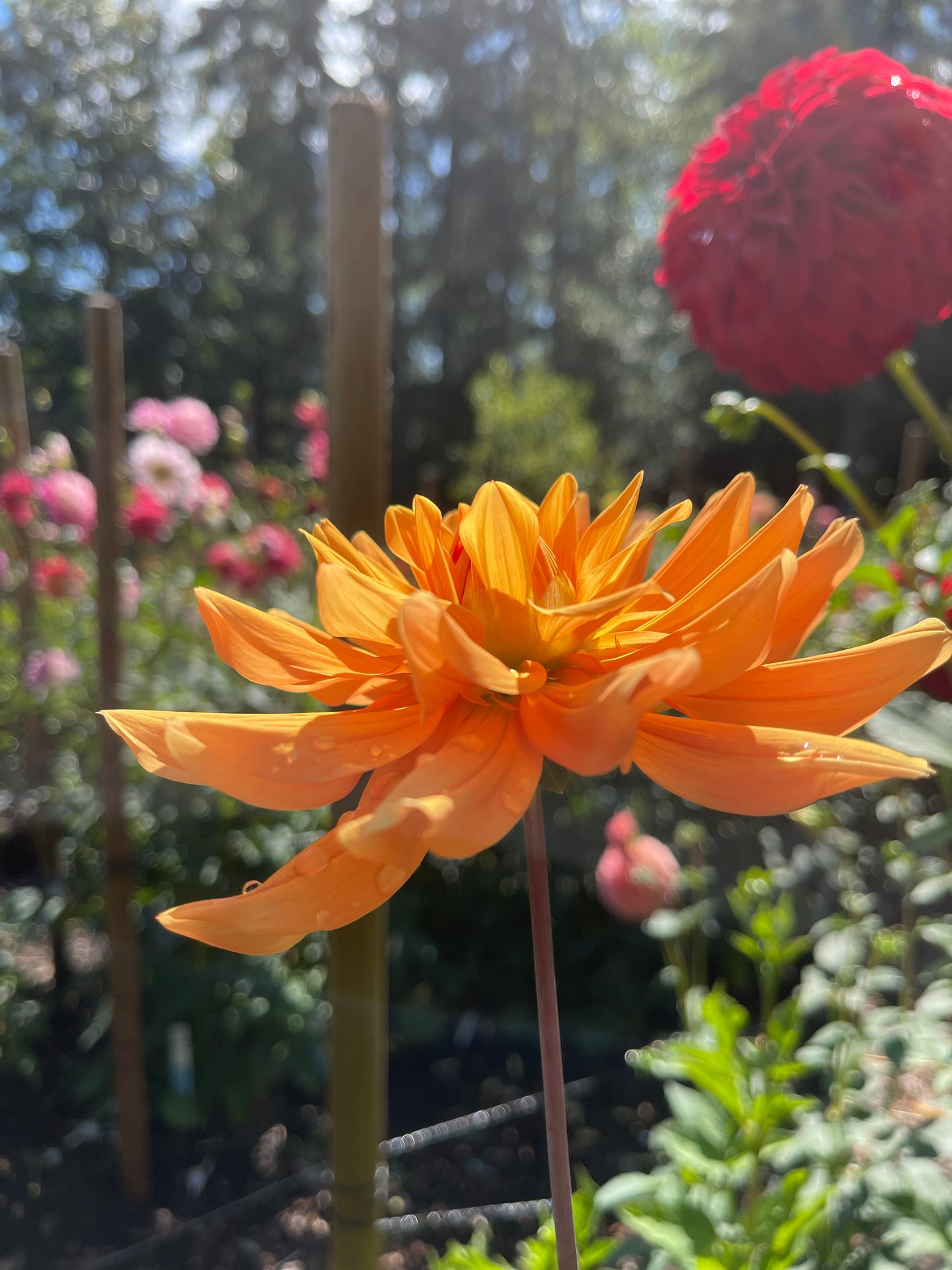 Dahlia Tuber: Andrew Charles