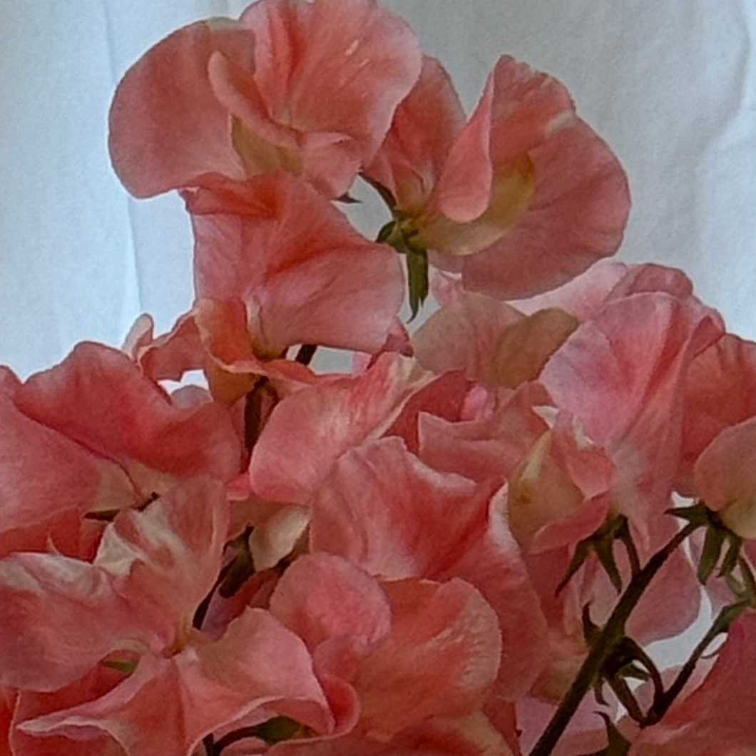 Sweet Pea Seeds: Apricot Queen