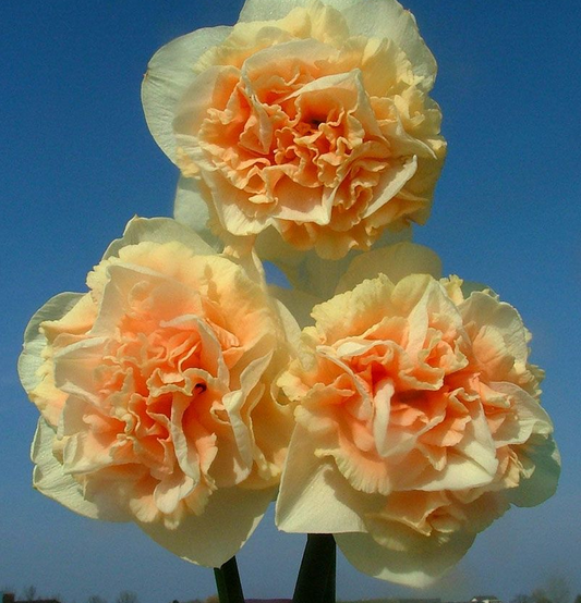 Daffodil bulb: Flower Surprise