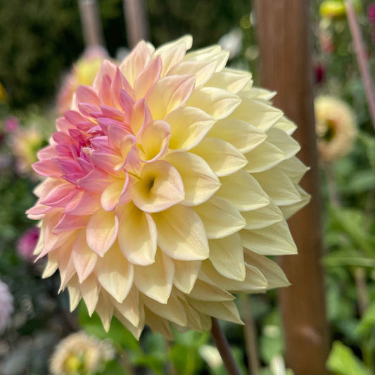Seeds: Dahlia Solos - Bloomquist Alan