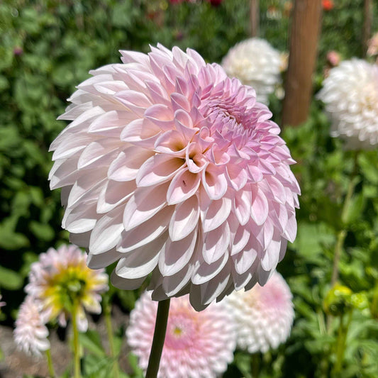 Seeds: Dahlia Mix - Bloomquist Varieites