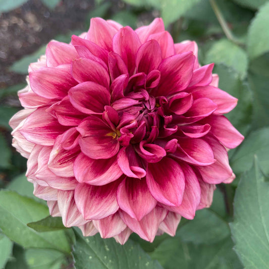 Dahlia Tuber: Bloomquist York