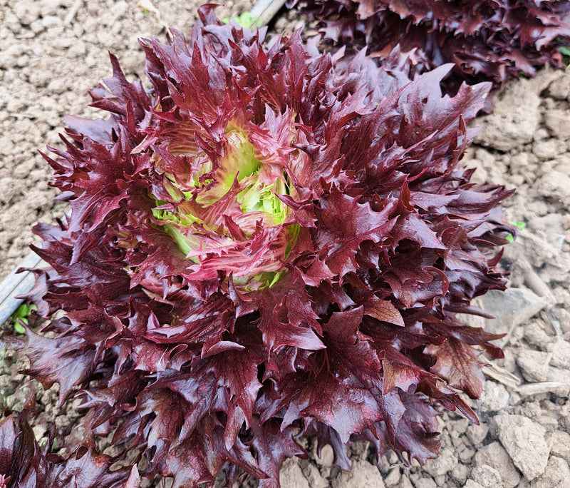 Veg Plant: Lettuce seedlings
