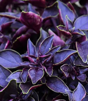 Veg Plant: Herb seedlings