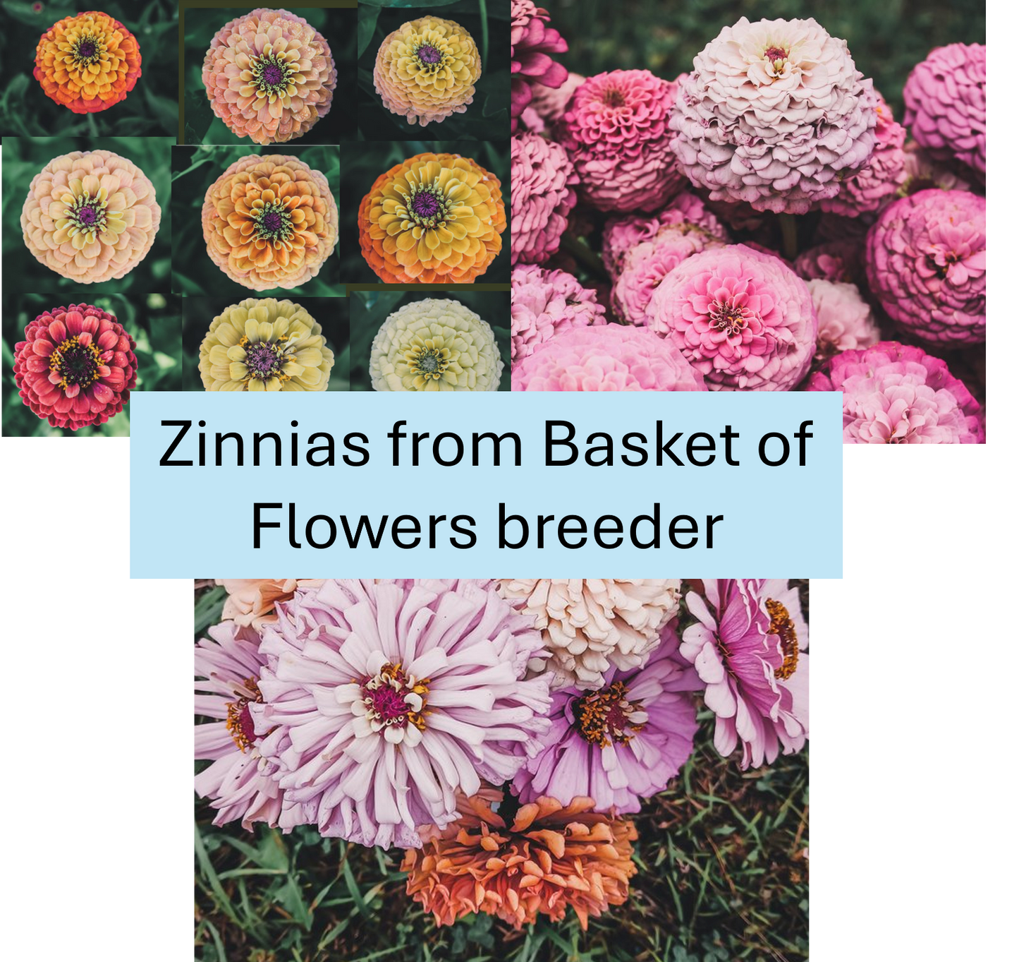 PREORDER: Flower Plant: Zinnia - Basket of Flowers Breeder