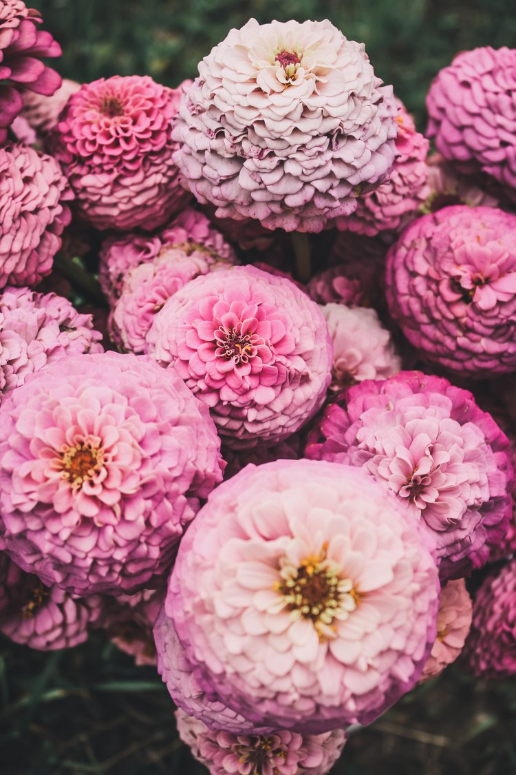 PREORDER: Flower Plant: Zinnia - Basket of Flowers Breeder